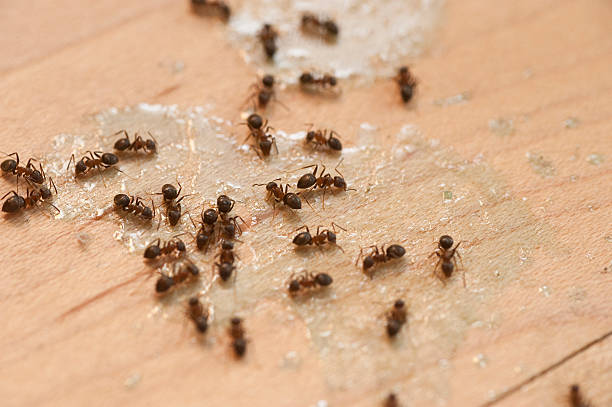 Best Mosquito Control Services  in Hartselle, AL