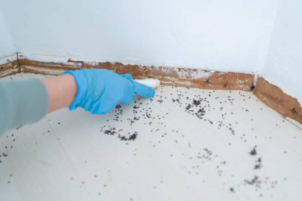 Best Flea Control Services  in Hartselle, AL